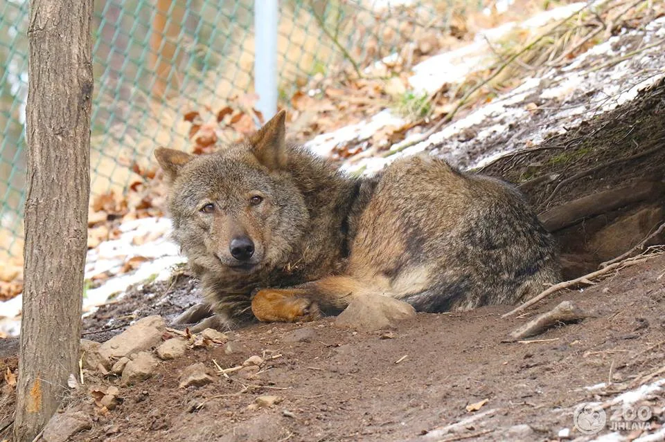 Z jihlavské zoologické zahrady utekla samička vlka. Je plachá a pro lidi není nebezpečná