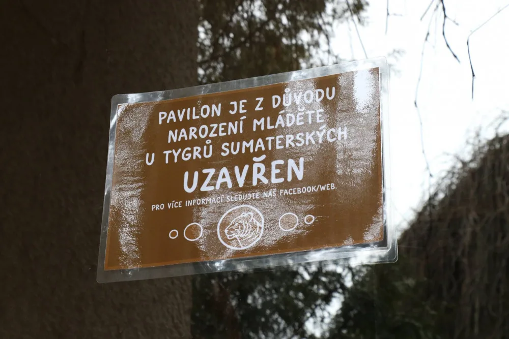 Jihlavská zoo dočasně zavřela pavilon tygrů sumaterských, mají mladé. Počet se zatím neví