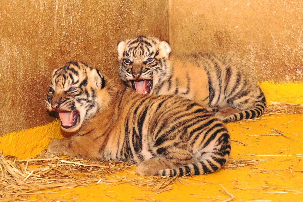 Tygři sumaterští v jihlavské zoo mají dvě mláďata. Jsou s matkou v porodním boxu
