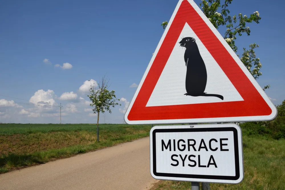 Osmdesátku syslů u Mohelna nyní chrání speciální dopravní značka
