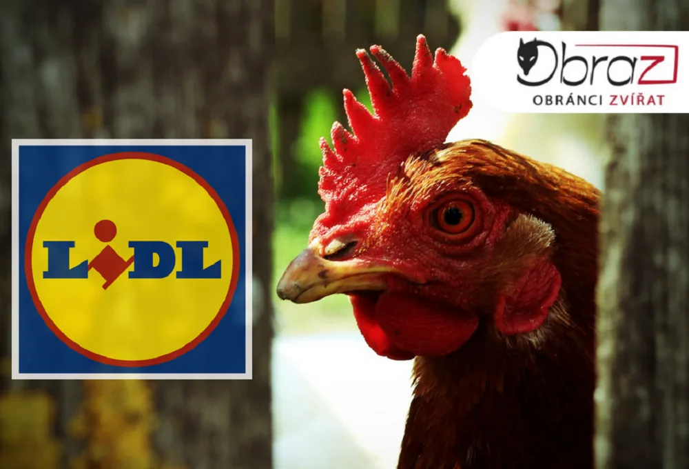 20180621_lidl