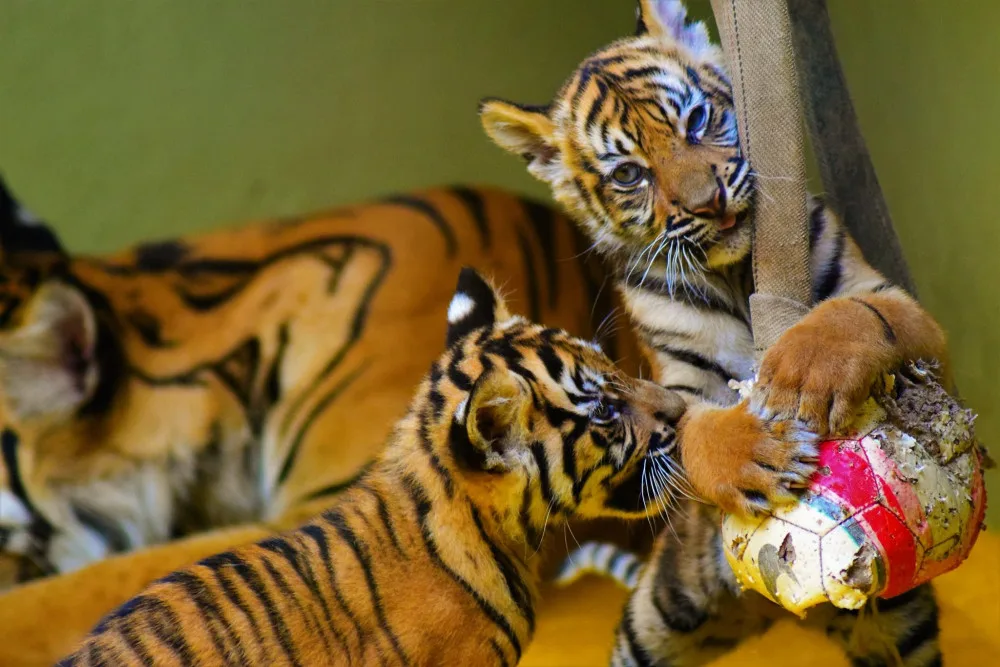 Zoo Jihlava pokřtila tygří mláďata. Od kmotra dostala jména Surya a Mau