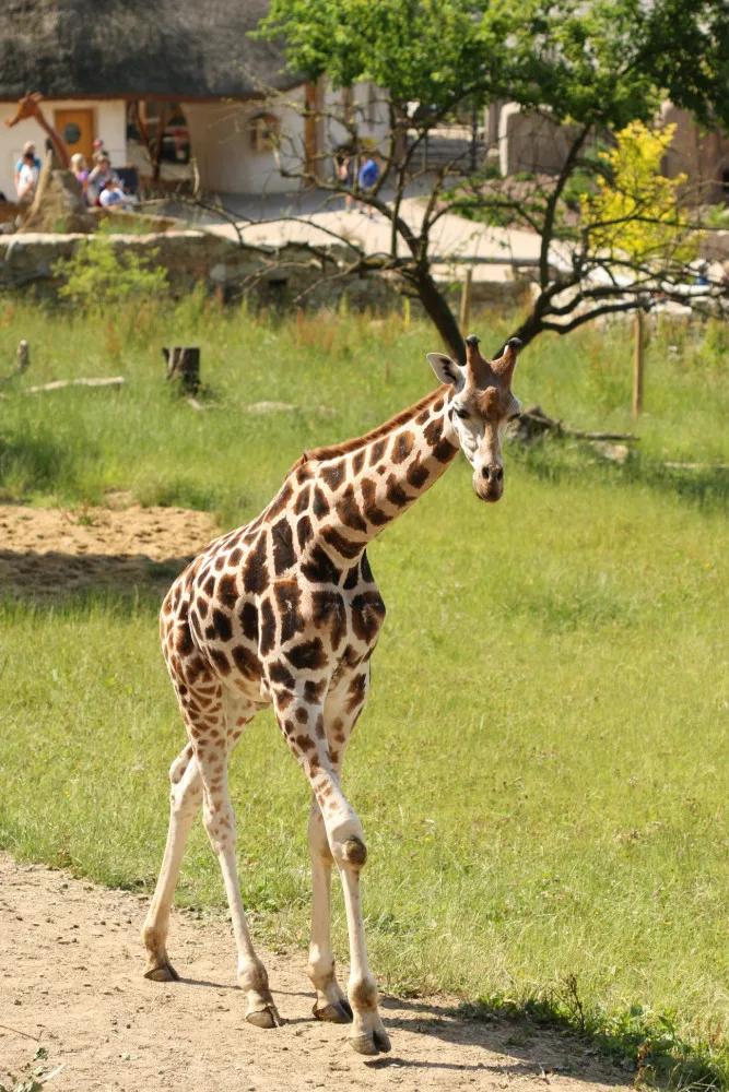 V jihlavské zoologické zahradě zemřel žirafí sameček. Příčinu úmrtí určí výsledek pitvy