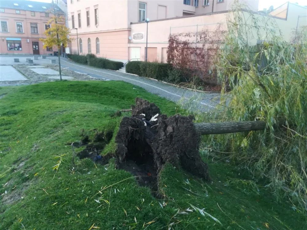 Silný vítr vyvrátil vrbu v Parku Gustava Mahlera. Bude nahrazena novým kusem
