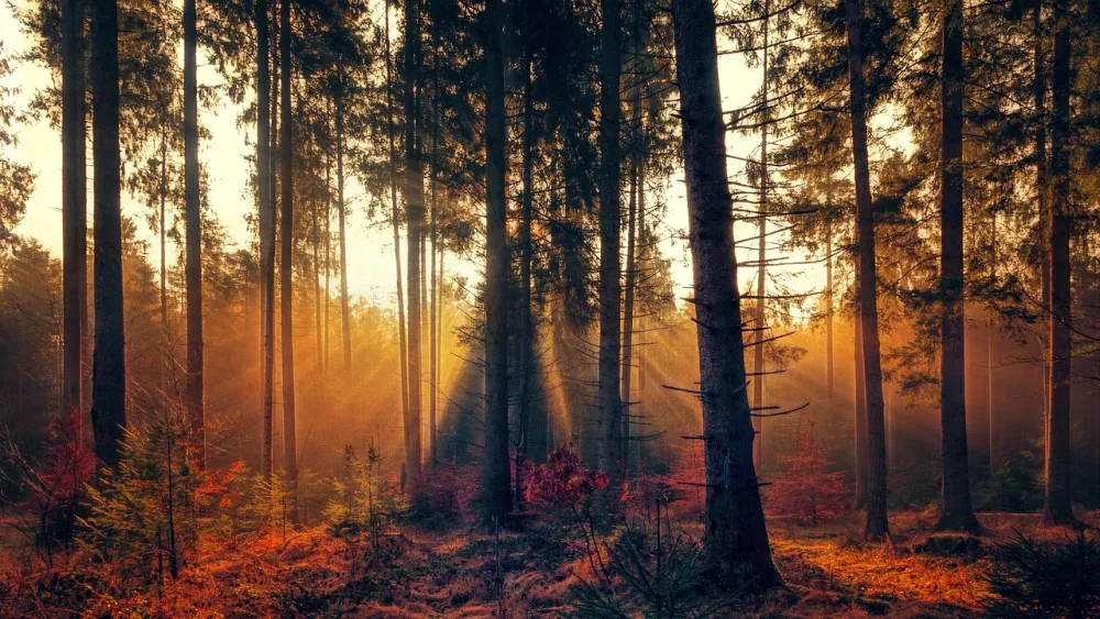Ilustrační foto