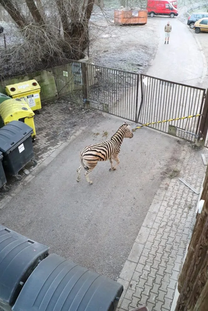 Po jihlavské zoo zmateně pobíhal nový samec zebry. Nyní se zotavuje z řezných ran