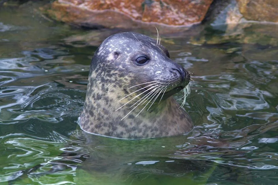 Jihlavská zoo přišla o jedno z nejoblíbenějších zvířat, uhynul samec tuleně Artos
