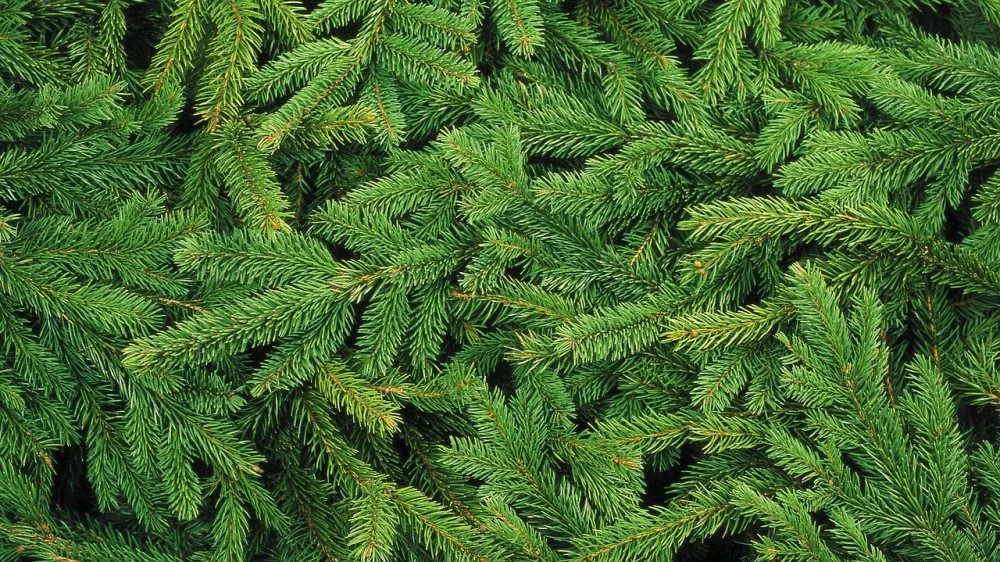 Ilustrační foto