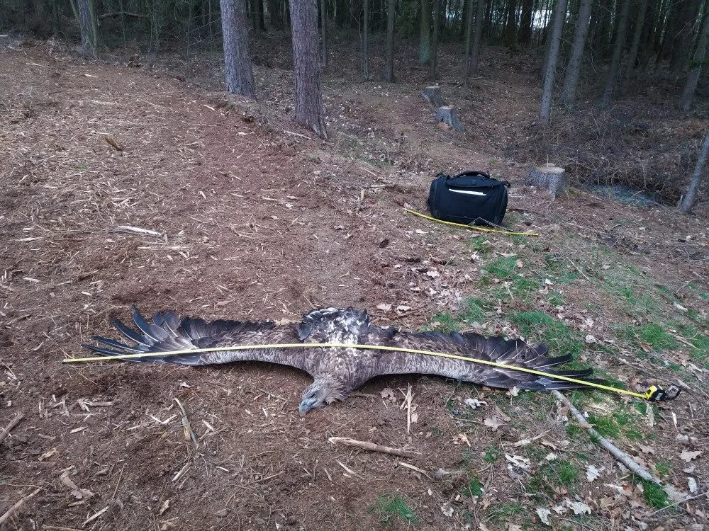 Na Jihlavsku zahynula dvě mláďata kriticky ohroženého orla. Někdo skácel strom s hnízdem