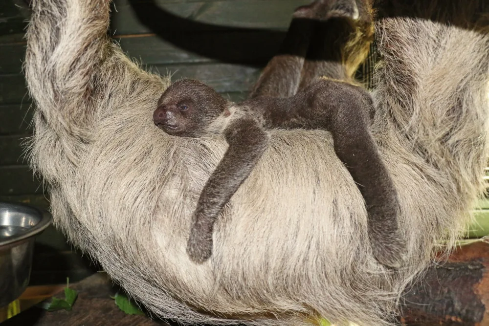 Lenochodi v jihlavské zoo mají třítýdenní mládě. Pavilon je pro návštěvníky uzavřený