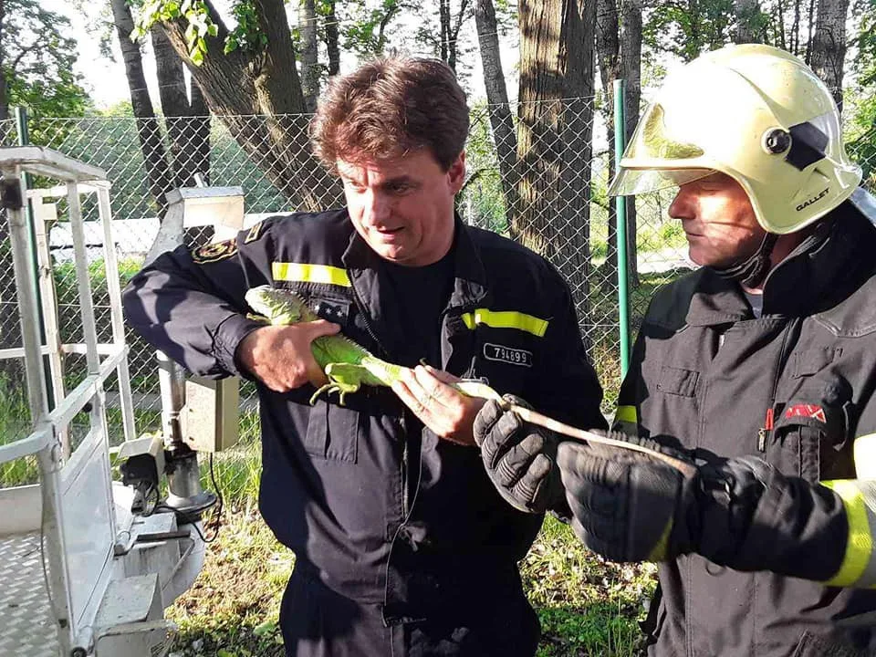 Leguán v Třešti vylezl na strom. Hasiči ho sundali za necelých dvacet minut