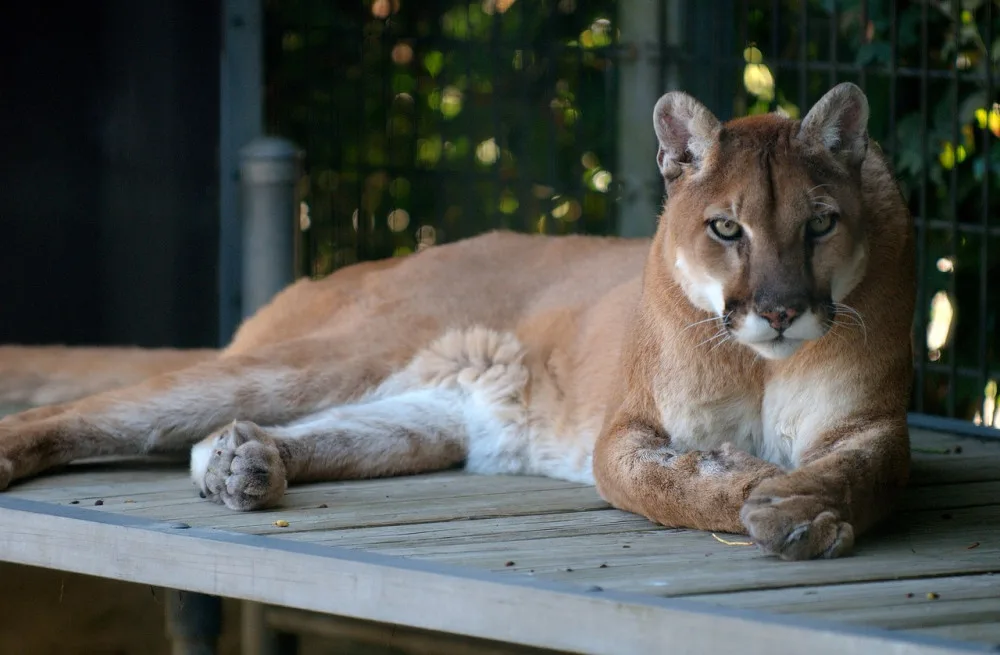 cougar-1086045_1280