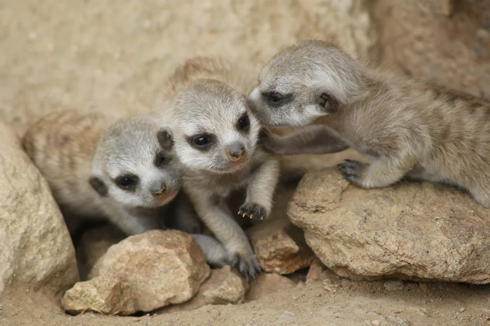 Jihlavská zoo hlásí chovatelský úspěch, surikatám se narodila čtyři mláďata