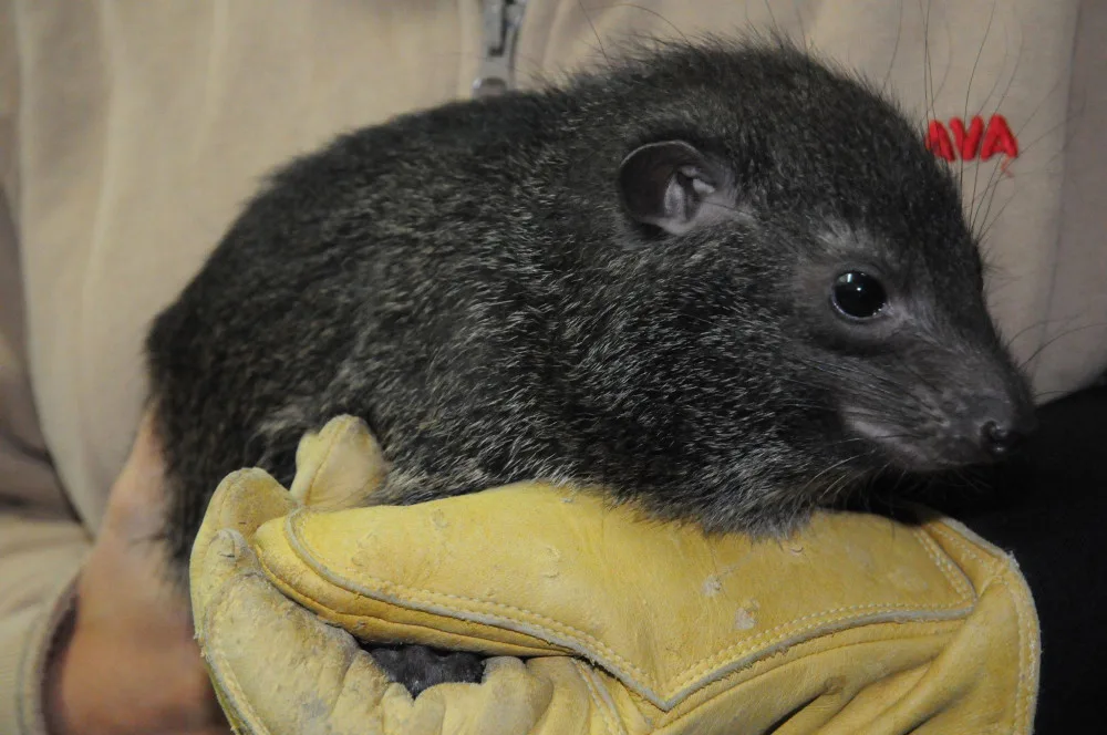 Mládě damana pralesního v jihlavské zoologické zahradě
