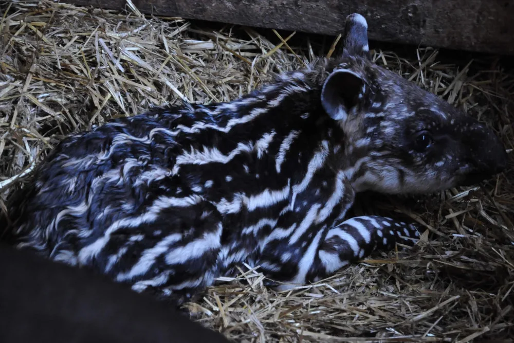 Jihlavská zoo má nový přírůstek. Mladého tapíra mohou lidé už teď vidět ve výběhu