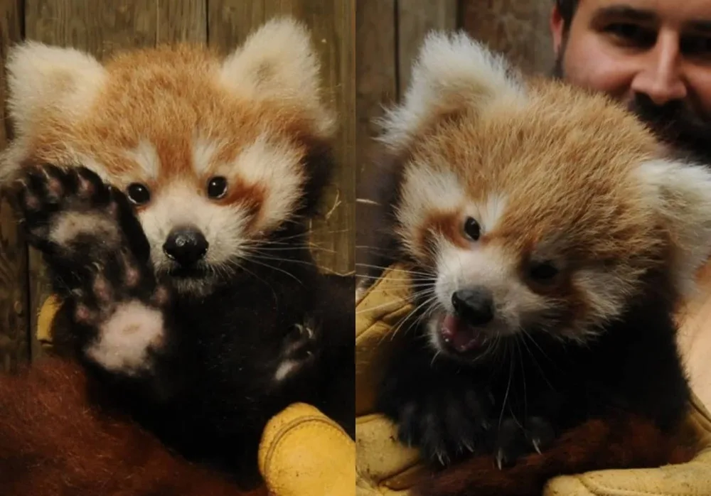 Zoo Jihlava slaví další chovatelský úspěch, narodila se dvě mláďata pandy červené