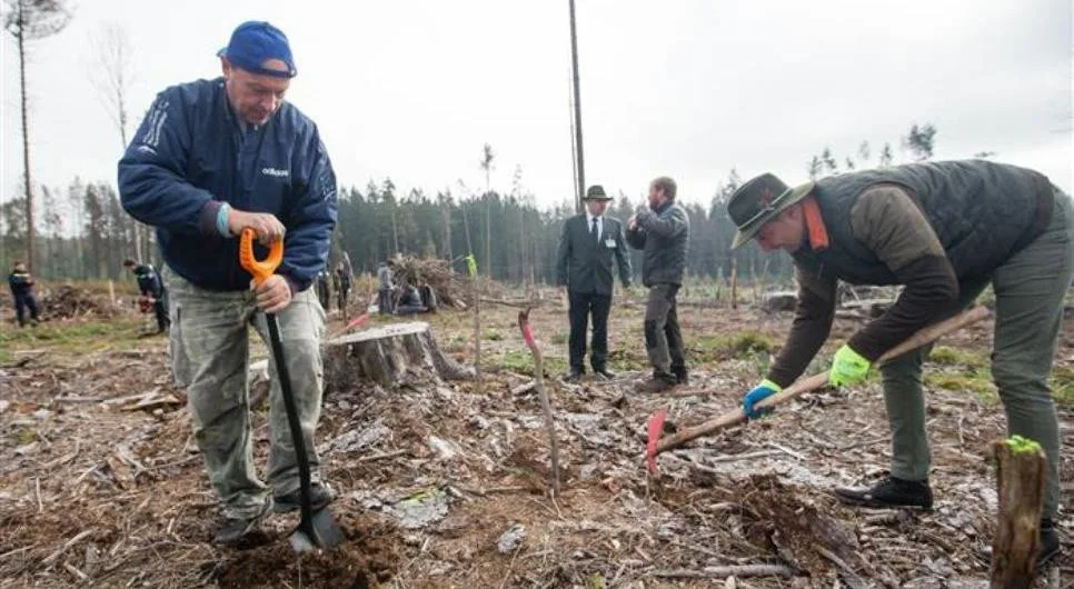 Dobrovolníci na holinách po kůrovcové kalamitě sázeli mladé stromky