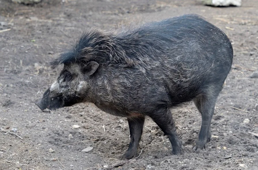 Jihlavská zoo v prosinci představí nová zvířata, tři kriticky ohrožená prasata visajánská