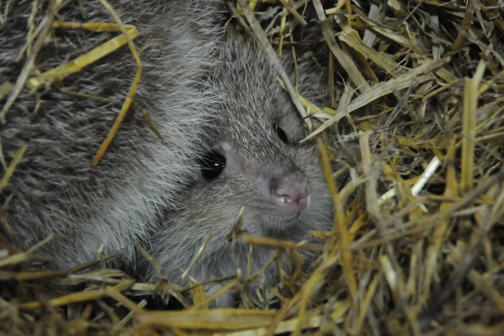 V jihlavské zoo se narodili vzácní klokánci. Další chovají až v Británii