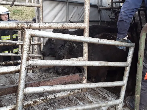 Na Třebíčsku havaroval náklaďák se skotem, jedna jalovice musela být utracena