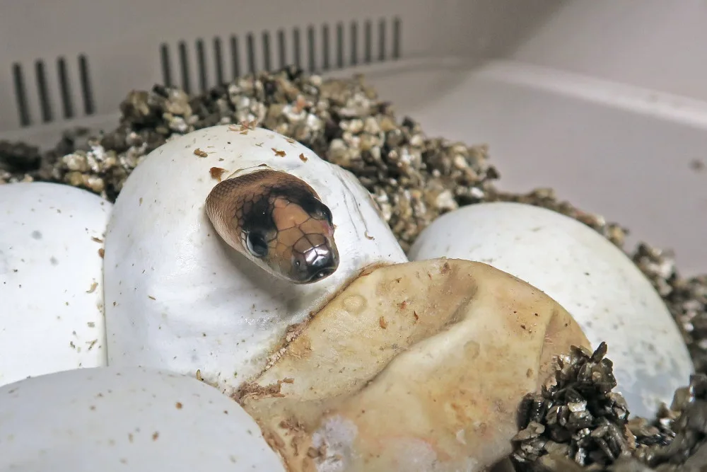 V jihlavské zoo historicky poprvé odchovali vzácné krajty hnědohlavé 