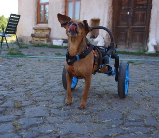 Brněnská firma vyrábí invalidní vozíky pro handicapované pejsky, připravuje vylepšený i pro lidi