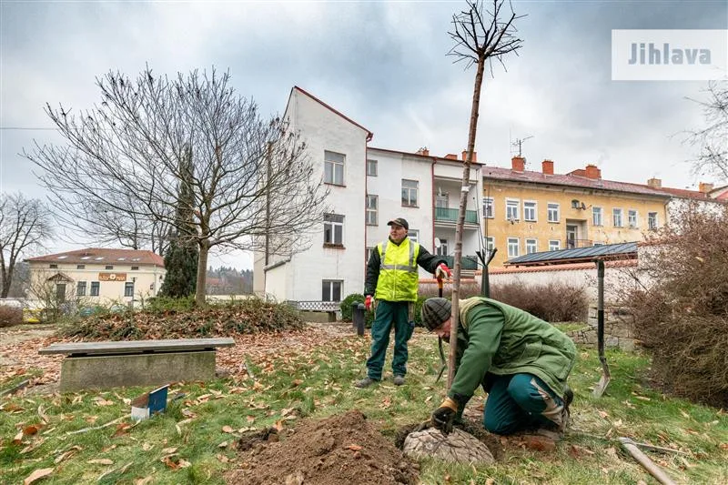Výsadba za jihlavskou radnicí v ulici Hluboká