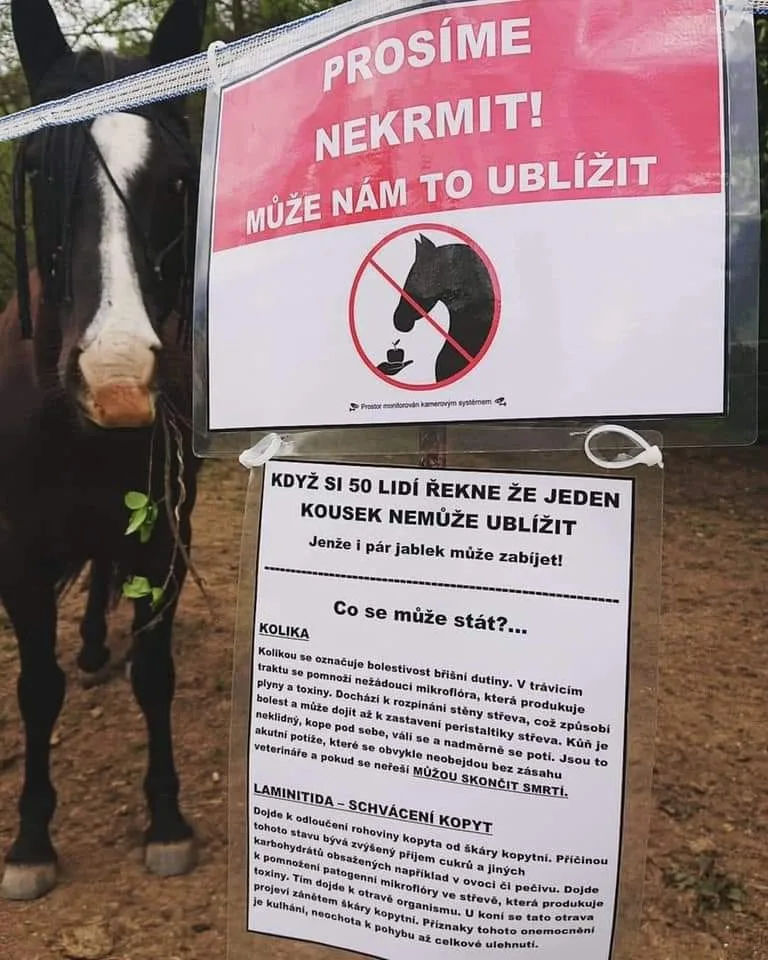 Ilustrační foto 