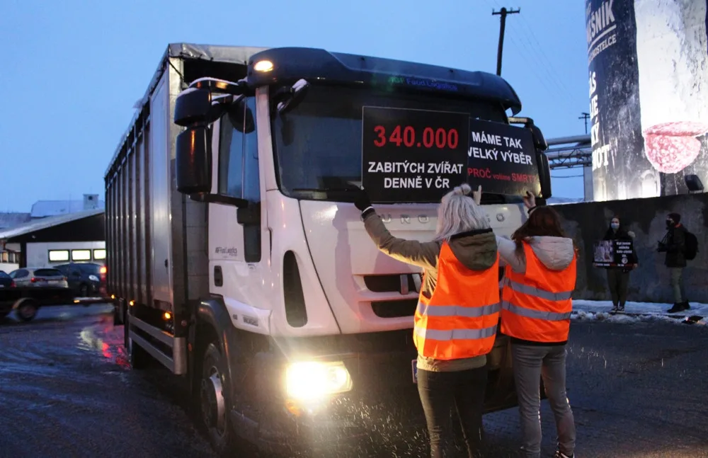 U kosteleckých jatek bylo živo, aktivisté se loučili se zvířaty. Oceňujeme klidný průběh akce, zní z vedení firmy