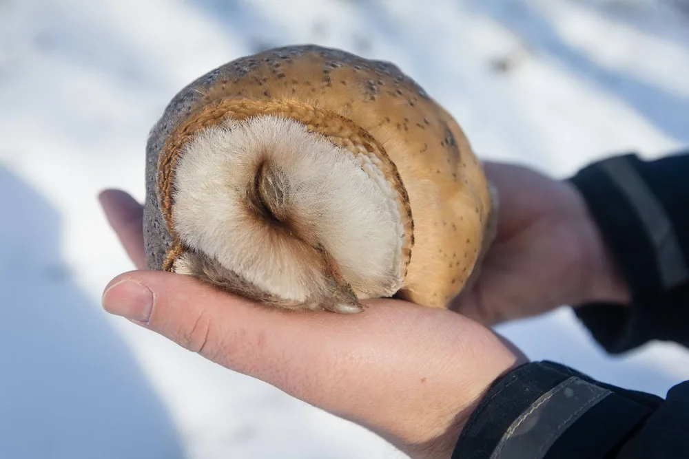Na Vysočině se po dlouhé době objevila sova pálená, nemohla létat. Nakonec uhynula na otravu jedem