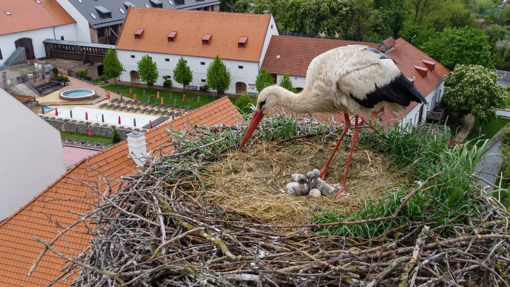 Čapí rodina přišla při dopravní nehodě o tátu, pět zachráněných čápat odchová jiný pár