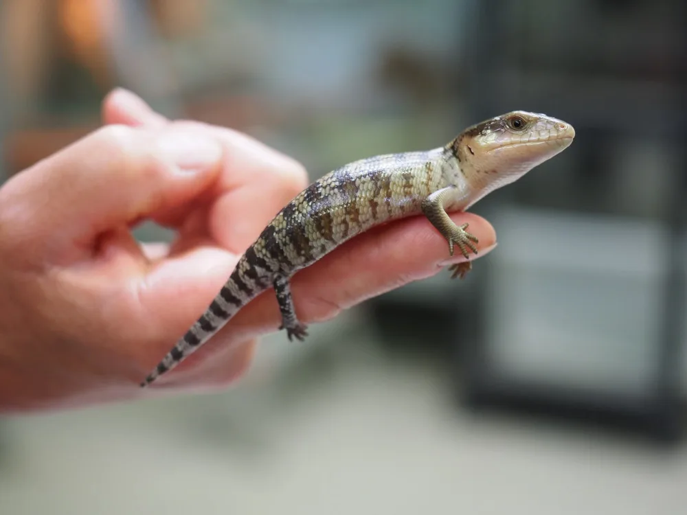 Jihlavská zoo hlásí další chovatelský úspěch, narodilo se osm scinků tanimbarských