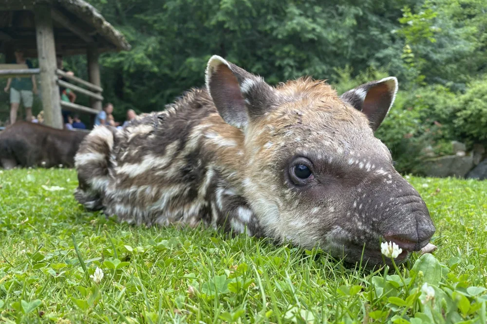 Nejnovější přírůstek v jihlavské zoo, v sobotu se narodila tapíří samička