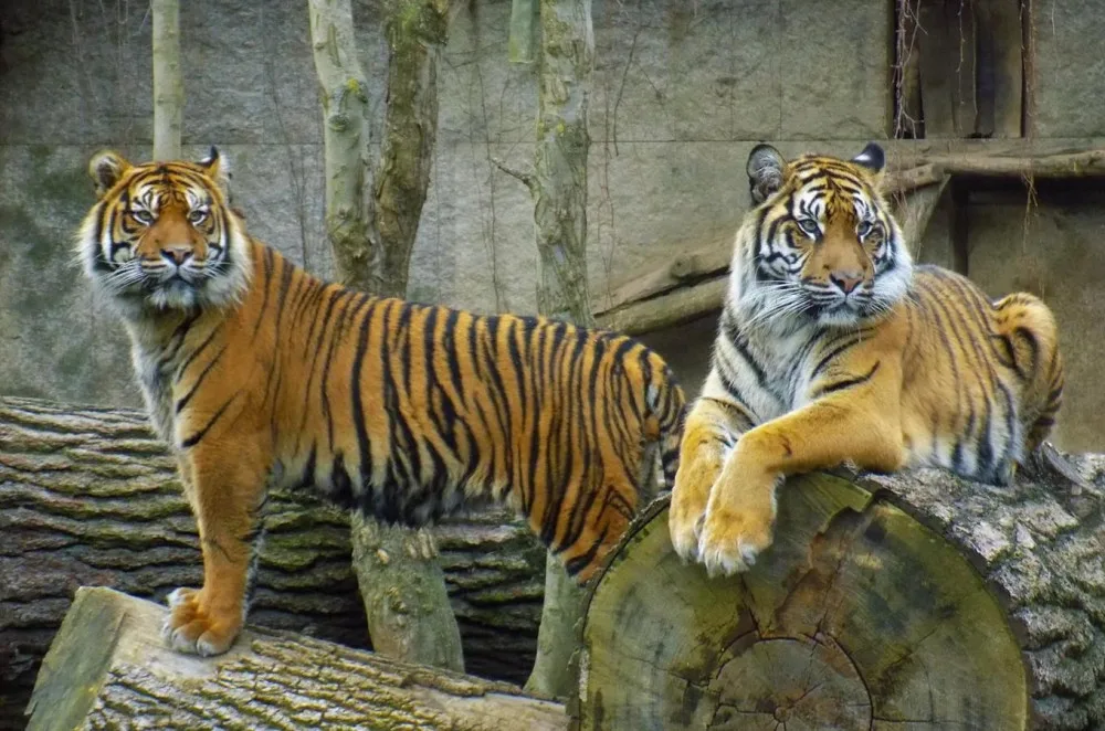 Jihlavská zoo měla historicky nejvyšší červencovou návštěvnost, Vodní ráj se naopak držel v podprůměru