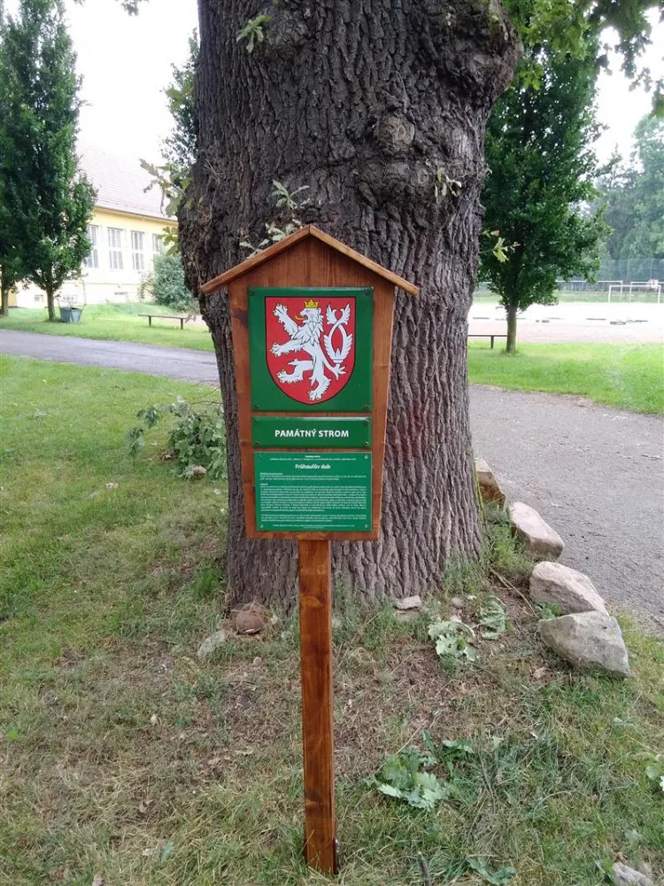 Jihlava má nový památný strom. Město plánuje vydat interaktivní mapu, seznámí s historií významných míst