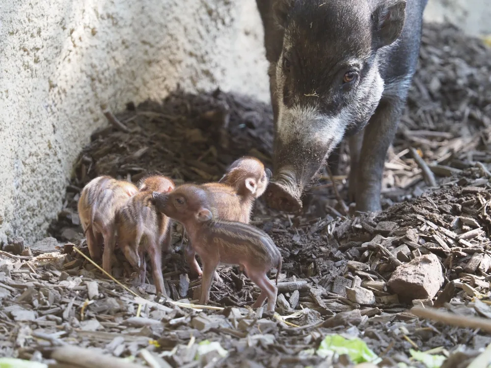 Radostná zpráva z jihlavské zoo, narodila se čtyři mláďata kriticky ohroženého prasete visajánského