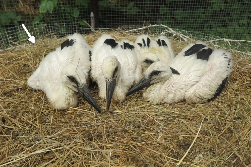 Čtveřice osiřelých čápat z Valče na Třebíčsku našla adoptivní rodiny, to nejmladší je už na cestě do teplých krajin