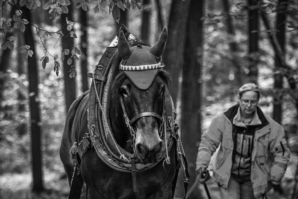 Do lesa ji přivedla láska ke koním a přírodě. Koňáků stahujících dřevo ale ubývá, říká Veronika Králová