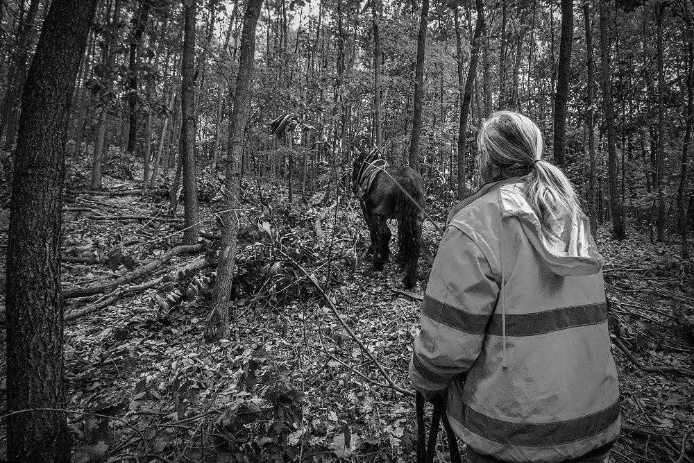 Do lesa ji přivedla láska ke koním a přírodě. Koňáků stahujících dřevo ale ubývá, říká Veronika Králová