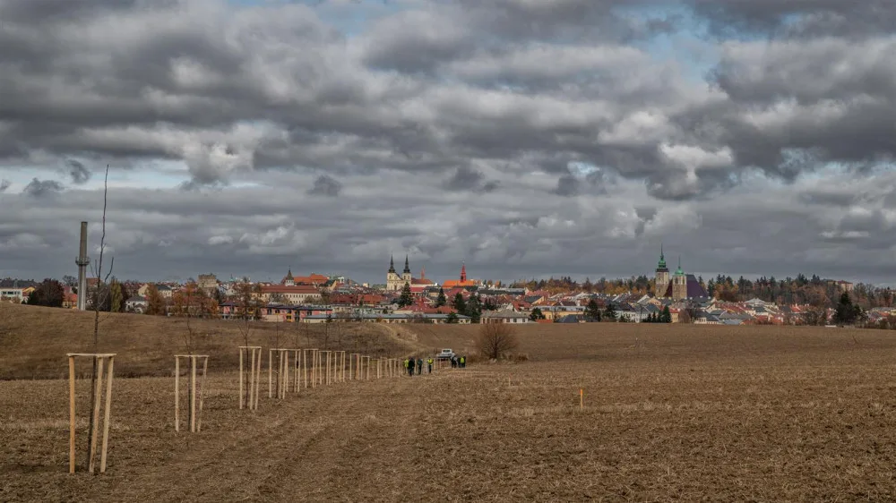 Jihlava má na Skalce novou alej. Lidé mohou adoptovat třeba hrušeň, třešeň či javor