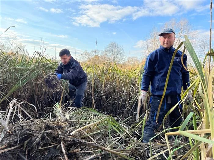 Dobrovolníci pomáhali obojživelníkům. Hosovský rybníček vyčistili od rákosí