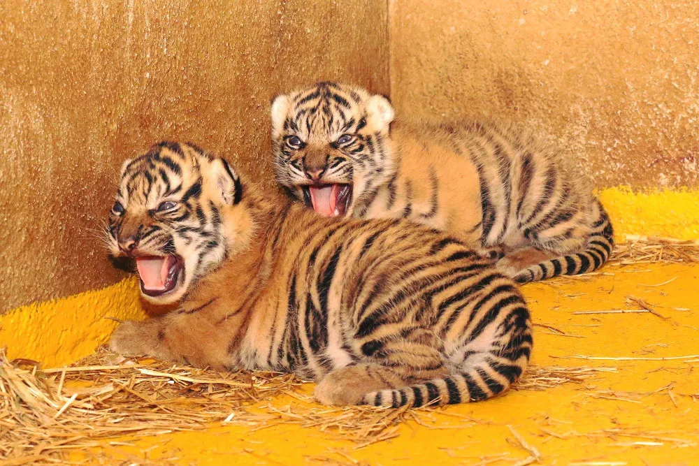 Zoo Jihlava měla loni druhou nejvyšší návštěvnost v historii. Navzdory tomu, že kvůli lockdownu otevřela až v dubnu