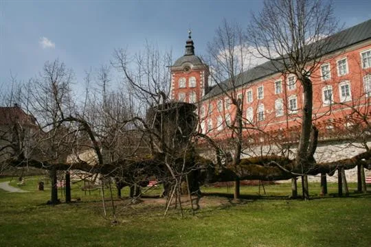 Tip na výlet: Kamenická památná lípa. Na větvích stával taneční parket, kde si prý zatančil i Žižka