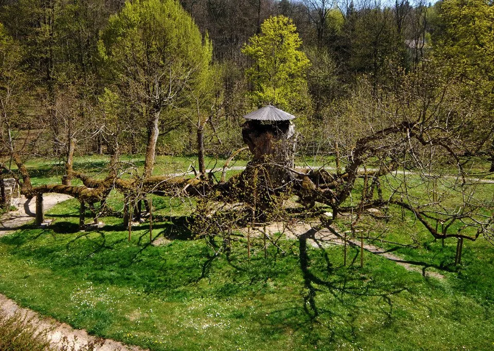 Tip na výlet: Kamenická památná lípa. Na větvích stával taneční parket, kde si prý zatančil i Žižka