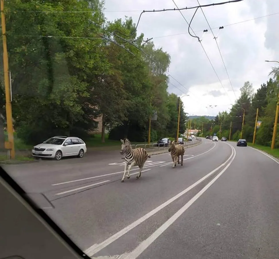 Safari v Jihlavě. Ze zoo utekly tři zebry, došly až na přivaděč