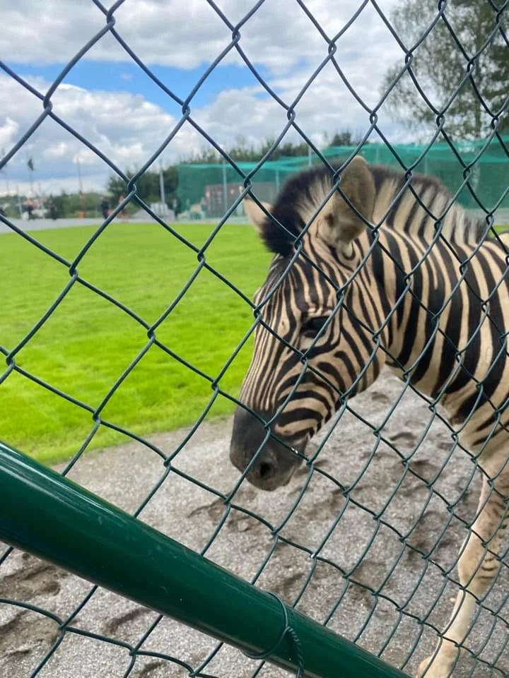 Safari v Jihlavě. Ze zoo utekly tři zebry, došly až na přivaděč