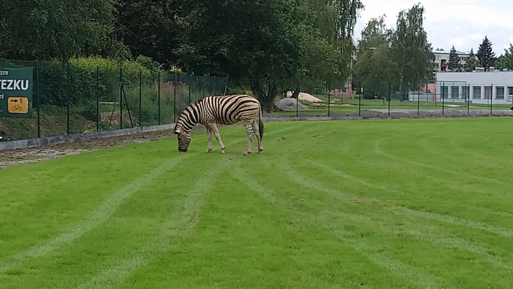 Safari v Jihlavě. Ze zoo utekly tři zebry, došly až na přivaděč