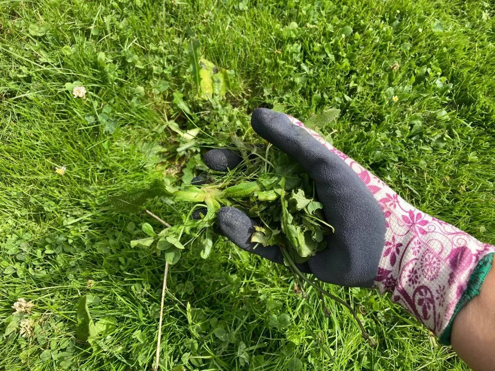 Plevel pryč. V Jihlavě myslí ekologicky, zbavují se ho hlavně ručně nebo párou