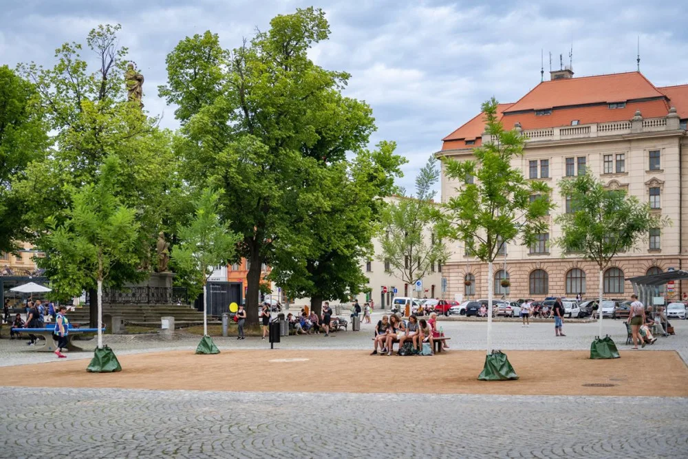 Výsadba na jihlavském Masarykově náměstí