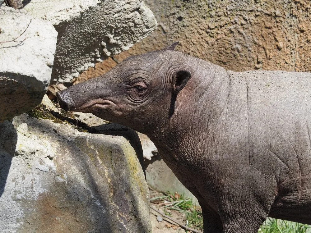 Babirusa sulaweská.